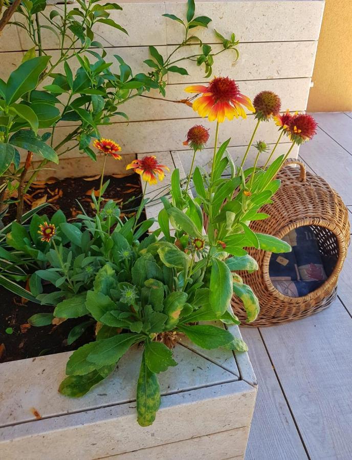 Apartmani Vrancic Mandre Buitenkant foto